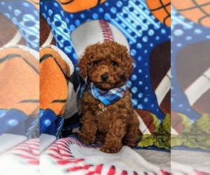 Cavapoo Puppy for sale in KIRKWOOD, PA, USA