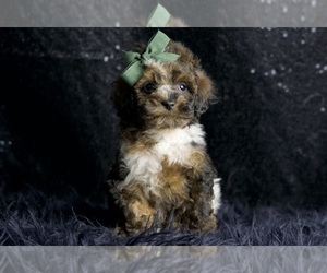 Medium Poodle (Miniature)