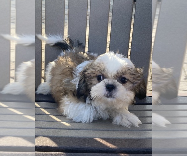 Medium Photo #4 Shih Tzu Puppy For Sale in CANOGA, NY, USA