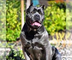 Cane Corso Puppy for sale in GILROY, CA, USA