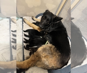 Mother of the German Shepherd Dog puppies born on 06/20/2025