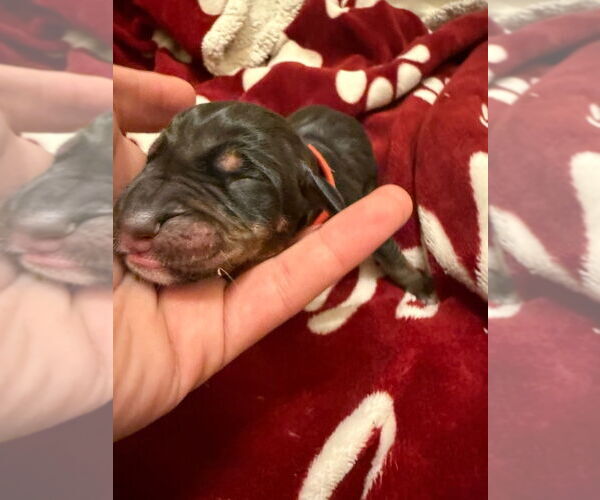 Medium Photo #1 Great Dane-Unknown Mix Puppy For Sale in Bullard, TX, USA