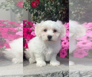 Coton de Tulear Puppy for sale in CANOGA, NY, USA