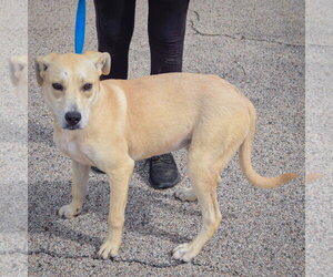 Gwen - Female Coonhound-Unknown Mix Dog for Adoption - Photo #2