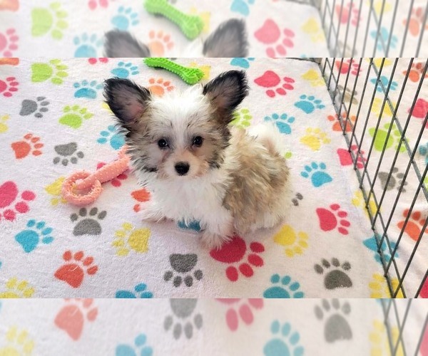 Medium Photo #9 Papitese Puppy For Sale in ORO VALLEY, AZ, USA
