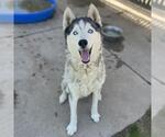 Small #1 Siberian Husky