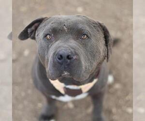 American Staffordshire Terrier-Unknown Mix Dogs for adoption in San Antonio, TX, USA