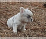 Small #3 French Bulldog