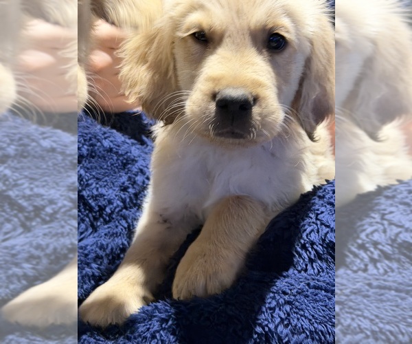 Medium Photo #2 English Cream Golden Retriever Puppy For Sale in TOLEDO, OH, USA