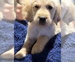 Small #1 English Cream Golden Retriever
