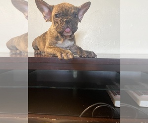 French Bulldog Puppy for sale in CLEVELAND, NC, USA