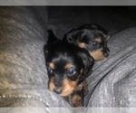 Small Photo #7 Cavapoo-Yorkshire Terrier Mix Puppy For Sale in EL RENO, OK, USA