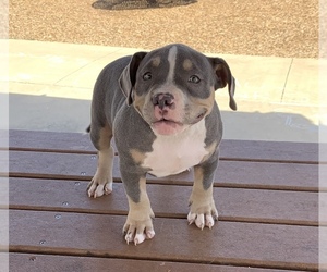 American Bully Puppy for Sale in ARLINGTON, Texas USA