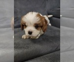 Small Photo #7 Cavalier King Charles Spaniel Puppy For Sale in SAINT PETERSBURG, FL, USA