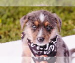 Small #7 Australian Shepherd Mix