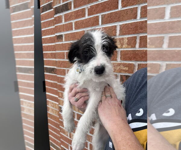 Medium Photo #2 Mutt Puppy For Sale in Candler, NC, USA