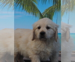 Small Photo #3 Golden Retriever Puppy For Sale in WIRTZ, VA, USA