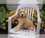 Small Photo #13 Goldendoodle Puppy For Sale in SEBRING, OH, USA