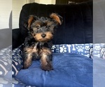 Small #1 Yorkshire Terrier