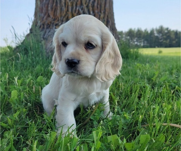 Medium Photo #1 Cocker Spaniel Puppy For Sale in WITHEE, WI, USA