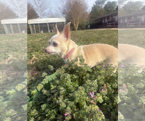 Medium Photo #5 Chihuahua Puppy For Sale in Raleigh, NC, USA