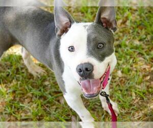 American Staffordshire Terrier Dogs for adoption in Tallahassee, FL, USA