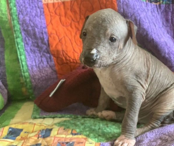 Medium Photo #2 Xoloitzcuintli (Mexican Hairless) Puppy For Sale in LAS CRUCES, NM, USA