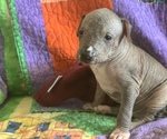 Small Photo #2 Xoloitzcuintli (Mexican Hairless) Puppy For Sale in LAS CRUCES, NM, USA