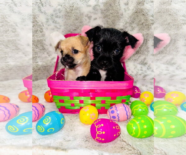 Medium Photo #5 ShiChi Puppy For Sale in Valrico, FL, USA