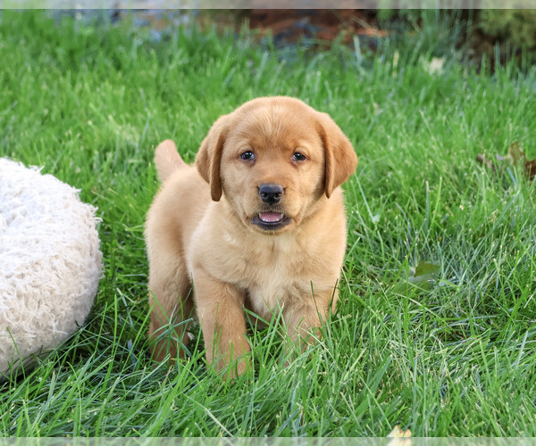 Medium Photo #1 Labrador Retriever Puppy For Sale in SYRACUSE, IN, USA