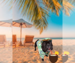 Small #2 French Bulldog
