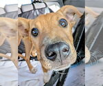 Small #9 Labrador Retriever Mix