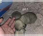 Small #8 French Bulldog