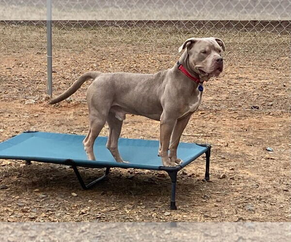 Medium Photo #13 Mastiff-Unknown Mix Puppy For Sale in Bryant, AR, USA
