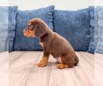 Small #4 Beaglier