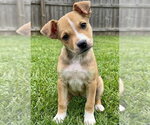 Small #1 Mountain Cur Mix