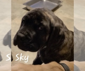 Mastiff Puppy for sale in BUTLER, PA, USA