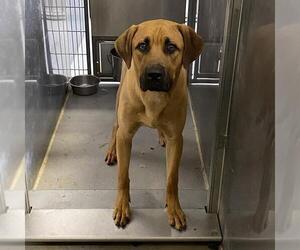 Daniff Dogs for adoption in Modesto, CA, USA