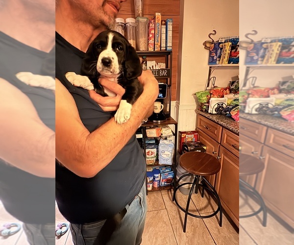 Medium Photo #12 Basset Hound-Great Dane Mix Puppy For Sale in KEANSBURG, NJ, USA