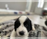 Small Photo #5 English Springer Spaniel Puppy For Sale in CHAPEL HILL, NC, USA