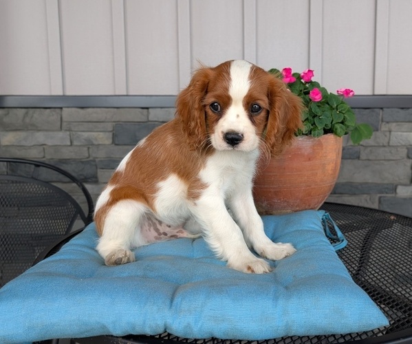 Medium Photo #7 Cavalier King Charles Spaniel Puppy For Sale in GOSHEN, IN, USA