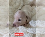 Small #3 Dachshund