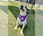 Small #1 Great Pyrenees Mix