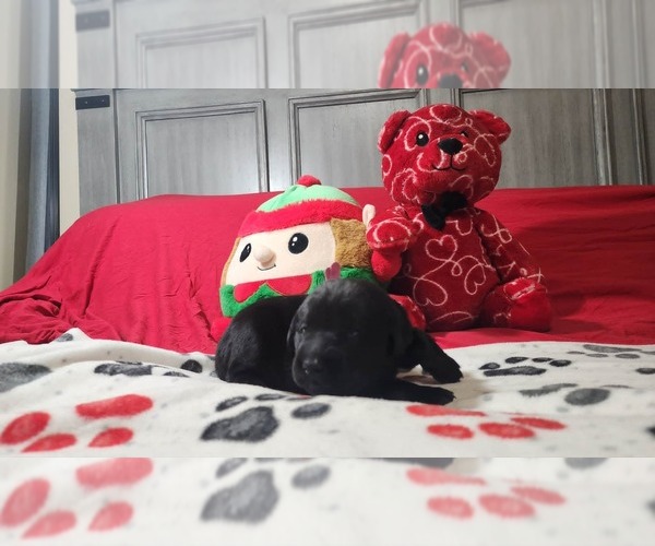 Medium Photo #2 Labrador Retriever Puppy For Sale in COEUR D ALENE, ID, USA