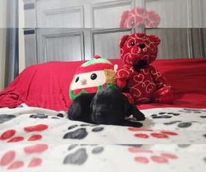 Medium Labrador Retriever