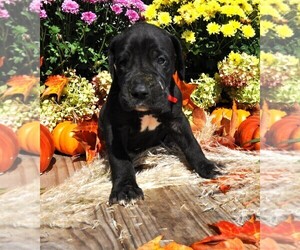 Great Dane Puppy for sale in BANGOR, WI, USA