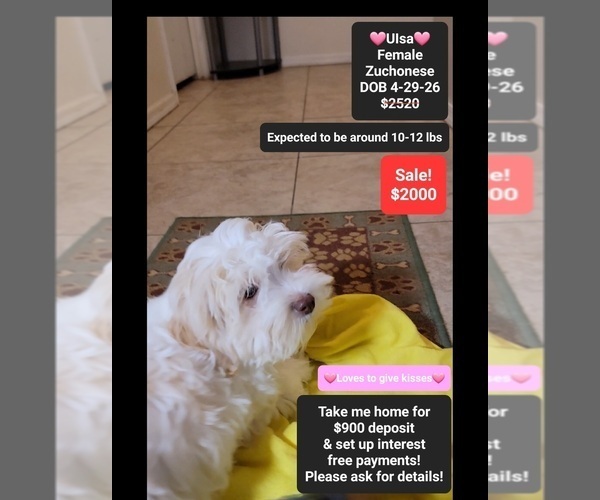 Medium Photo #1 Havanese-Zuchon Mix Puppy For Sale in TUCSON, AZ, USA
