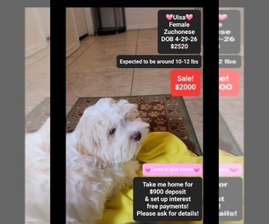 Havanese-Zuchon Mix Puppy for sale in TUCSON, AZ, USA