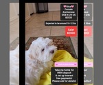 Small Havanese-Zuchon Mix