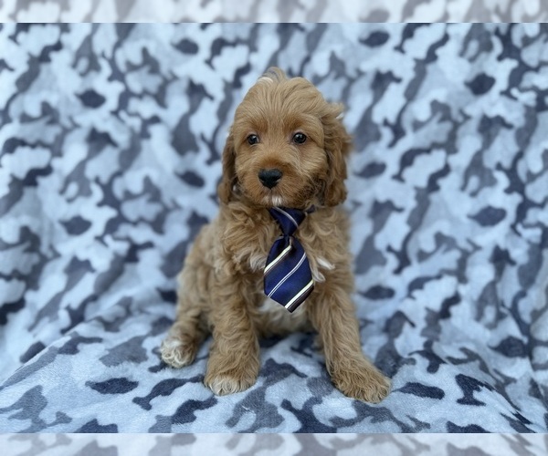 Medium Photo #6 Cock-A-Poo Puppy For Sale in LAKELAND, FL, USA